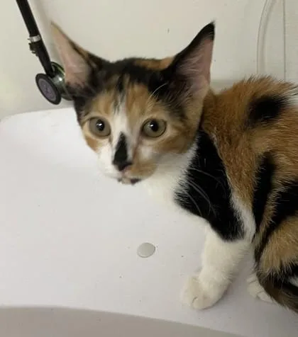 A baby small-sized female White Domestic Short Hair cat named Ophelia for adoption in Covington, LA