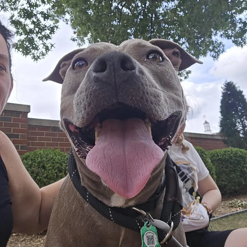 An adult large-sized male Gray / Blue / Silver Terrier dog named Bud for adoption in St. Louis, MO