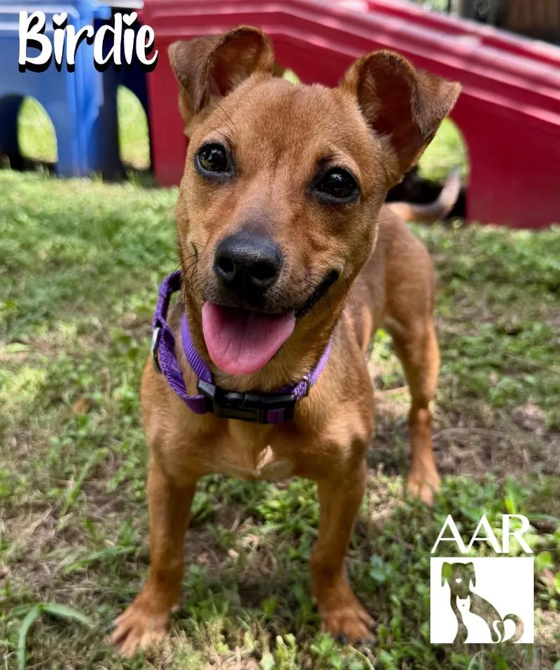 A young small-sized female Chihuahua dog named Birdie for adoption in Magnolia, TX