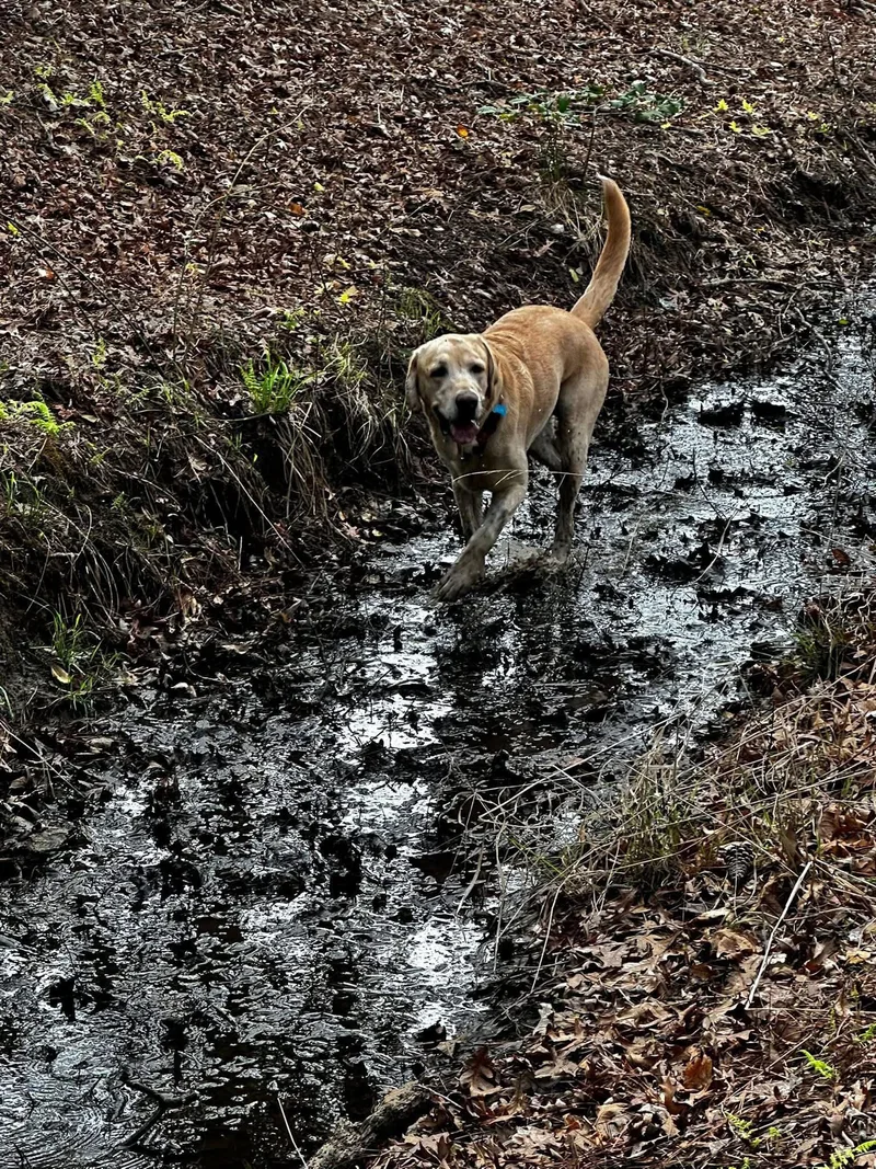 A young medium-sized male Labrador Retriever dog named Tanner for adoption in Forest Hill, MD