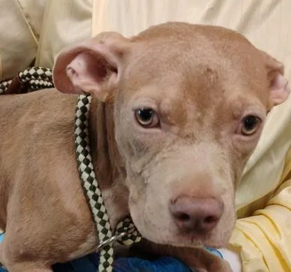 An adult medium-sized female Mixed Breed dog named Bella for adoption in Fallston, MD