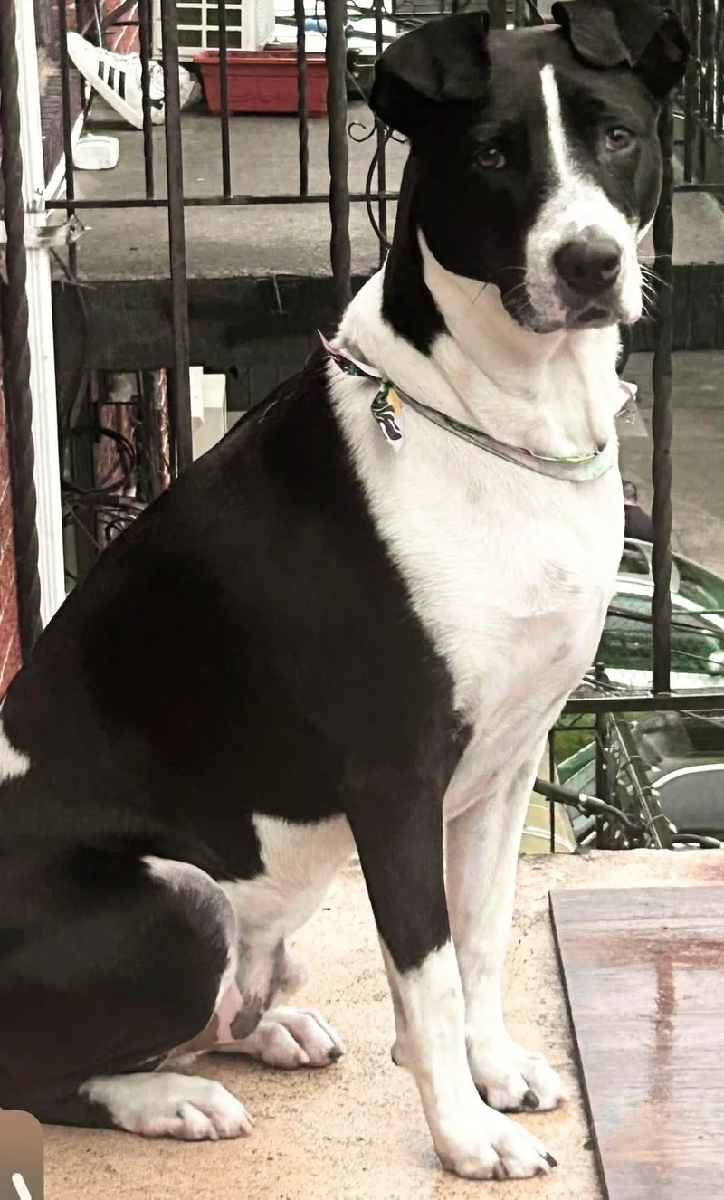 An adult medium-sized male Black American Staffordshire Terrier dog named Snoopy for adoption in Blairstown, NJ