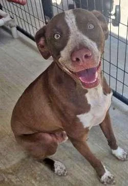 A young medium-sized male German Shorthaired Pointer dog named Gunner for adoption in Sudbury, MA