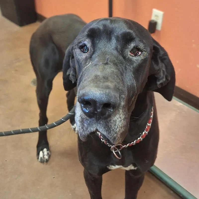 An adult extra large-sized female Black Great Dane dog named Riley for adoption in Flagstaff, AZ