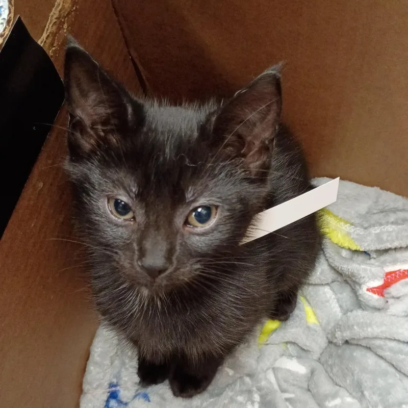 A baby small-sized female Black Domestic Short Hair cat named Vesper for adoption in Greenville, SC