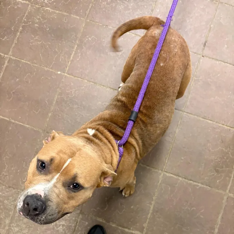 An adult large-sized female Yellow / Tan / Blond / Fawn Mixed Breed dog named Straythavenue for adoption in Columbus, GA