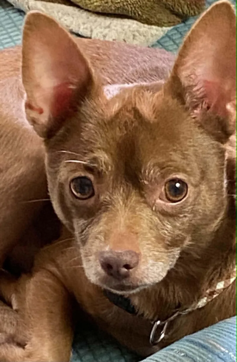 An adult small-sized male Chihuahua dog named Bean for adoption in Celina, OH