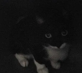 A young medium-sized male Black & White / Tuxedo Domestic Short Hair cat named FC JoJo for adoption in Glen Allen, VA
