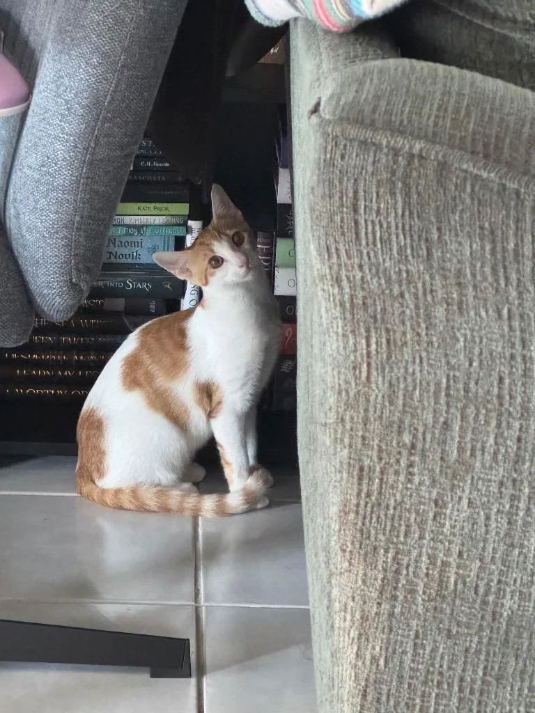 A baby large-sized female Domestic Short Hair cat named Cream for adoption in Fort Myers, FL