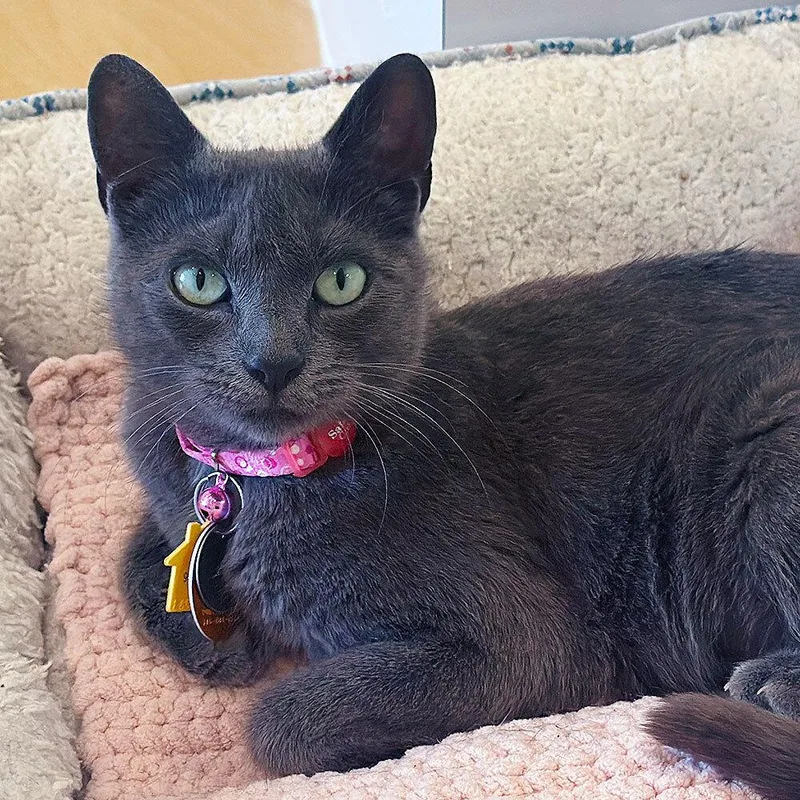 An adult small-sized female Domestic Short Hair cat named Tedeschi for adoption in Port Washington, NY
