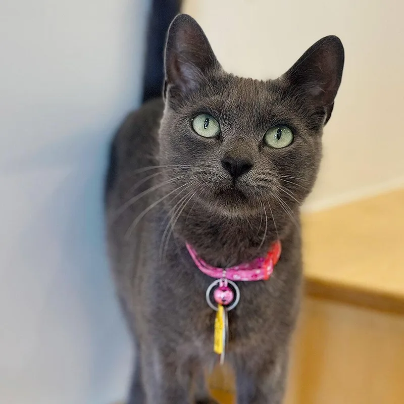 Tedeschi thumbnail 3