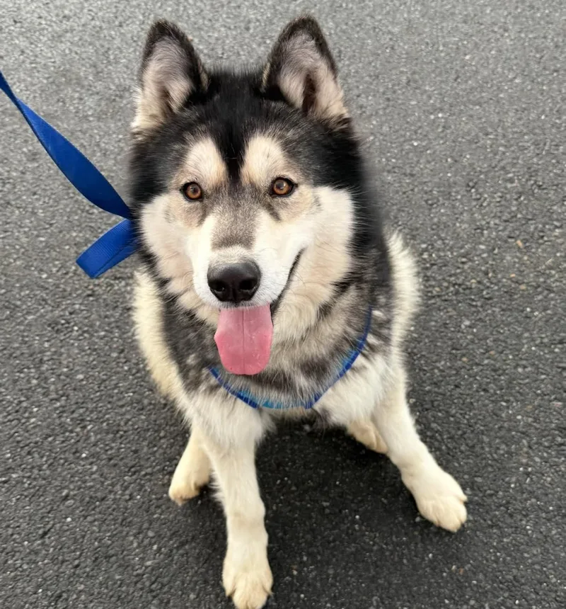 An adult medium-sized male Siberian Husky dog named Baloo for adoption in Catawissa, PA