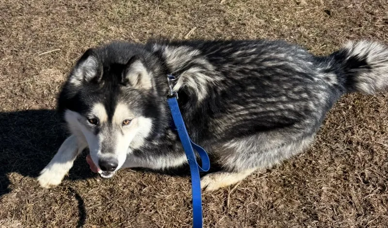 Baloo thumbnail 2