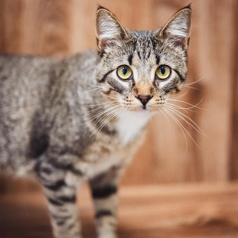 A young large-sized female Brown / Chocolate Domestic Short Hair cat named Estelle for adoption in Evanston, IL