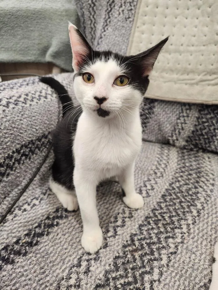 A baby medium-sized female Black & White / Tuxedo Domestic Short Hair cat named Minnie for adoption in Hartwell, GA