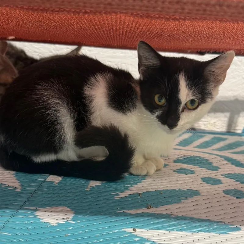 A baby small-sized male Domestic Short Hair cat named Hunter for adoption in Garfield, AR