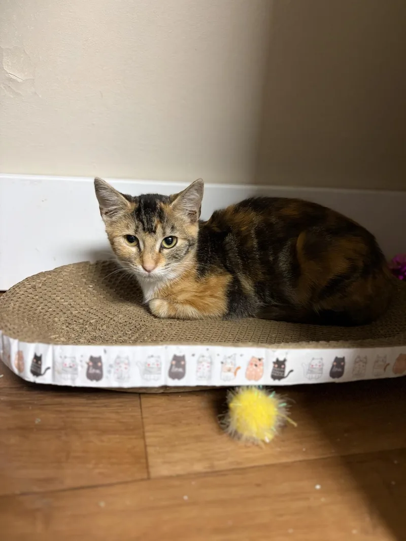 A baby medium-sized female White Domestic Short Hair cat named Skittles for adoption in Greensburg, PA