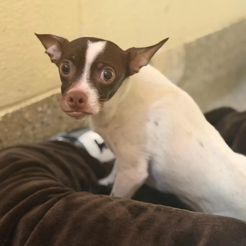 An adult small-sized male Brown / Chocolate Chihuahua dog named Cassian for adoption in Pensacola, FL