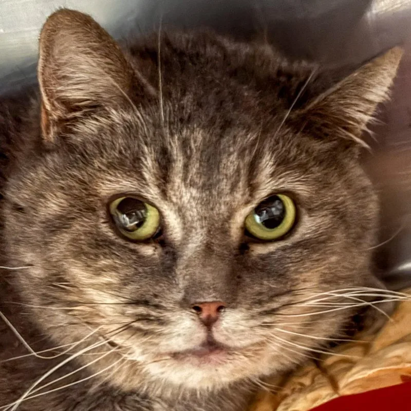 An adult medium-sized female Gray / Blue / Silver Domestic Short Hair cat named Rapunzel for adoption in Kennebunk, ME