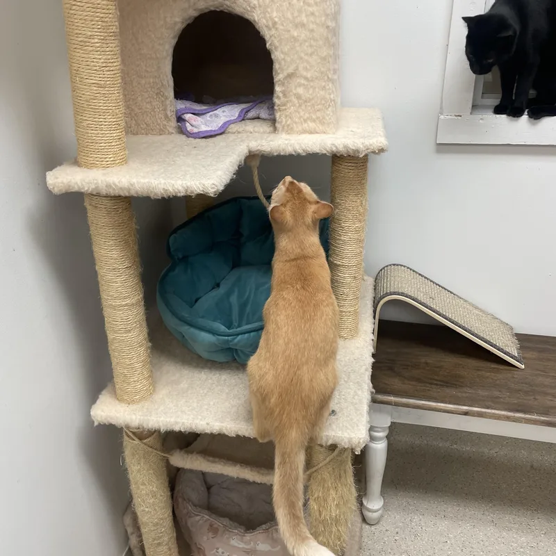 A baby small-sized female Orange / Red Domestic Short Hair cat named Azriel for adoption in Cincinnati, OH
