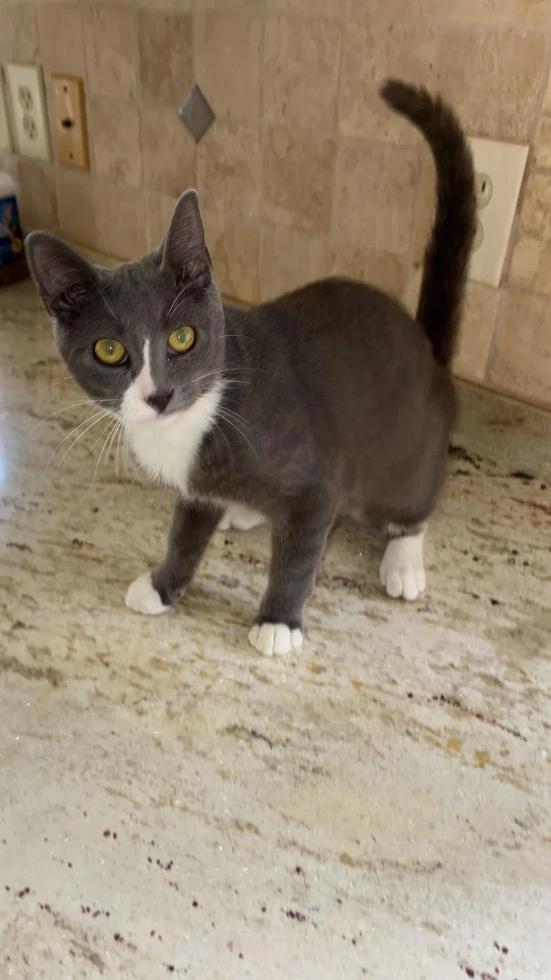 A baby medium-sized male Gray & White Russian Blue cat named Grayson for adoption in Mobile, AL