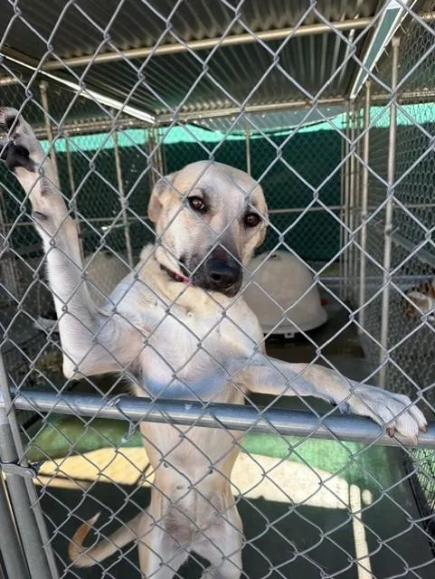 A young large-sized female White / Cream Mixed Breed dog named Nala for adoption in Rawlins, WY