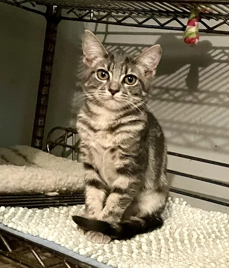 A baby medium-sized female Tabby (Brown / Chocolate) American Shorthair cat named Dulce for adoption in Mission Viejo, CA