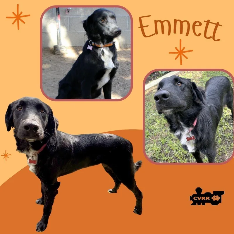 An adult medium-sized male Border Collie dog named Emmett for adoption in LINDSAY, CA