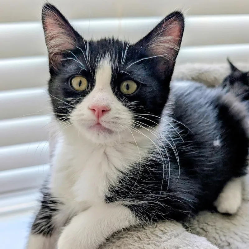 A young medium-sized female Black & White / Tuxedo Domestic Short Hair cat named Starlight for adoption in Blackfoot, ID
