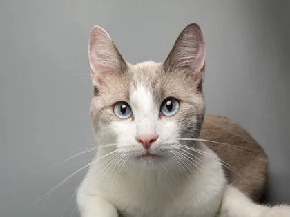 A young small-sized male Domestic Short Hair cat named Miso for adoption in Longmont, CO