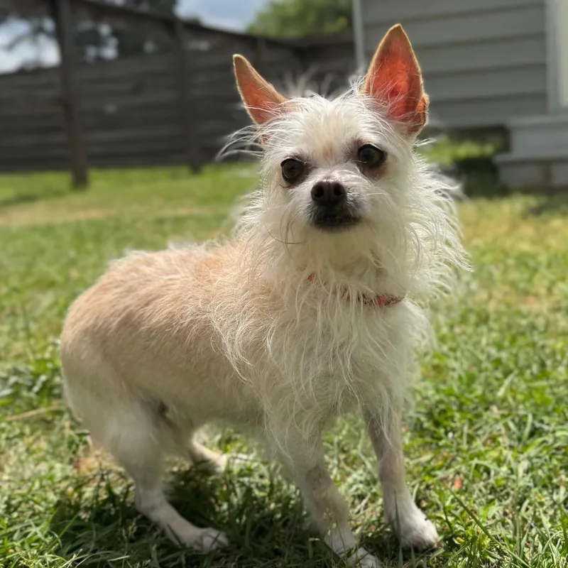 Dutchess thumbnail 2