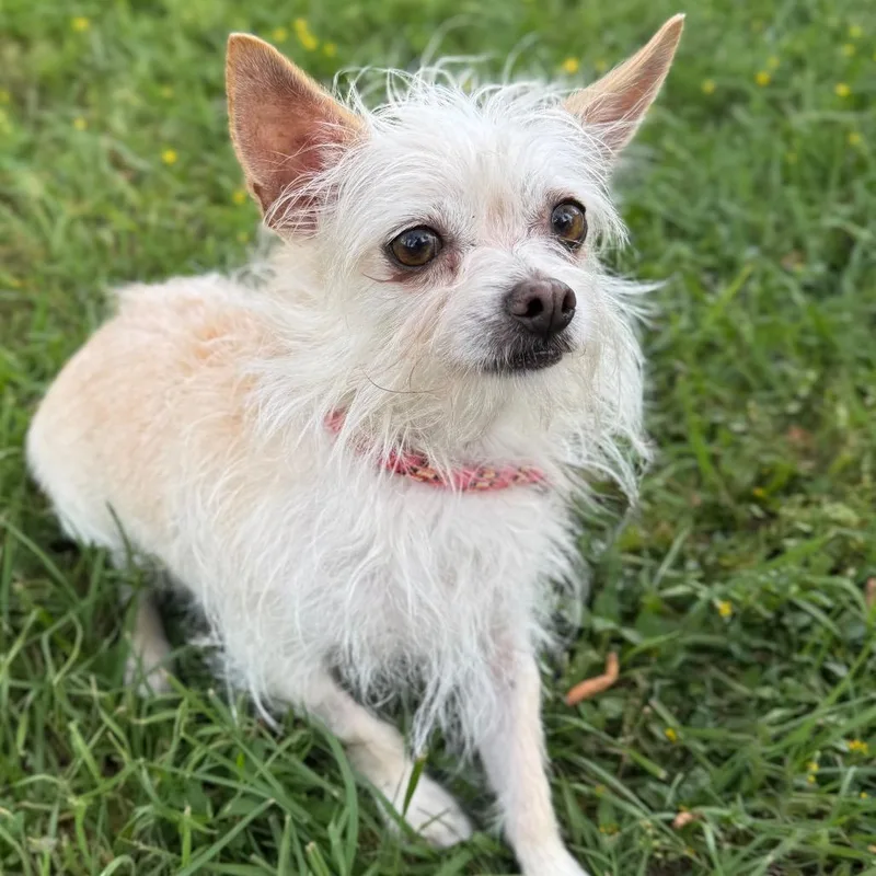 Dutchess thumbnail 3