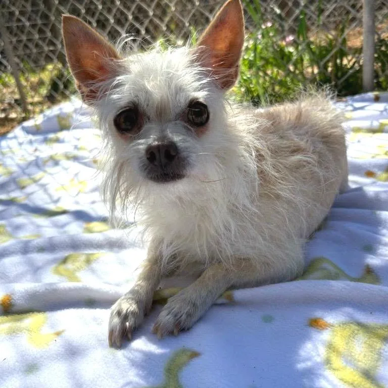 Dutchess thumbnail 4