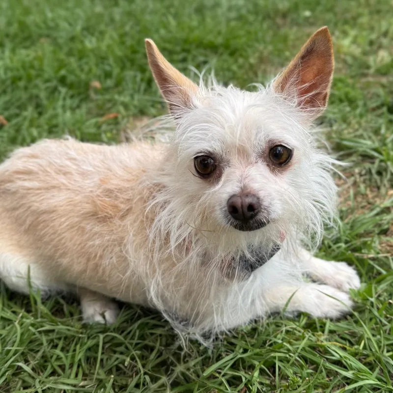 Dutchess thumbnail 5