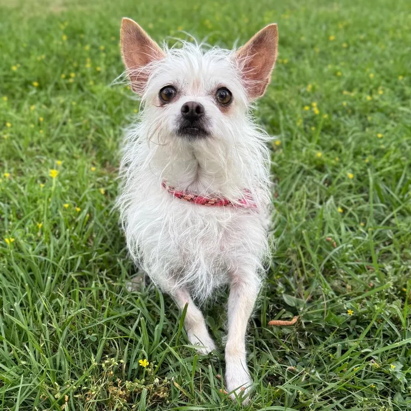 Dutchess thumbnail 6