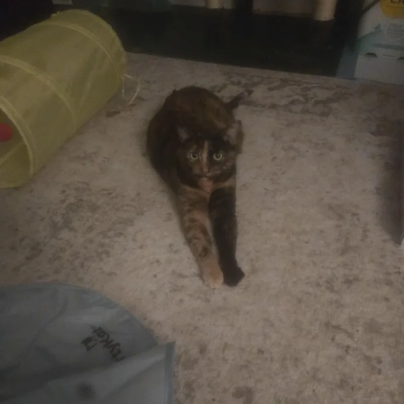 An adult medium-sized male Domestic Short Hair cat named Treasure & Tasha for adoption in Rochester, NY