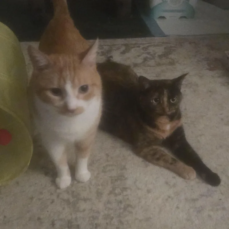 Treasure & Tasha thumbnail 3