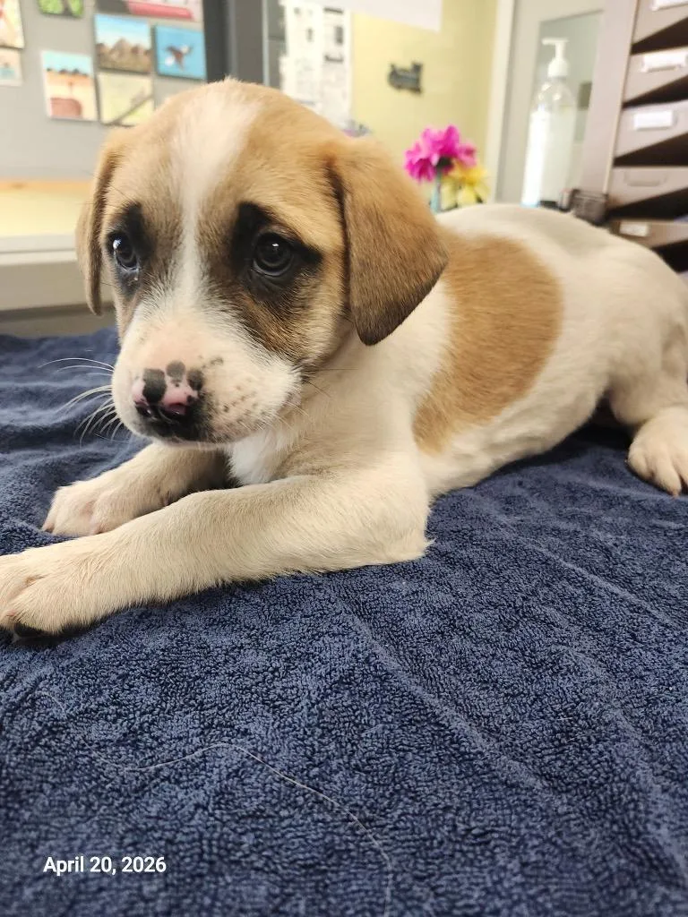 A baby large-sized female Mixed Breed dog named Hyperion for adoption in Sapulpa, OK