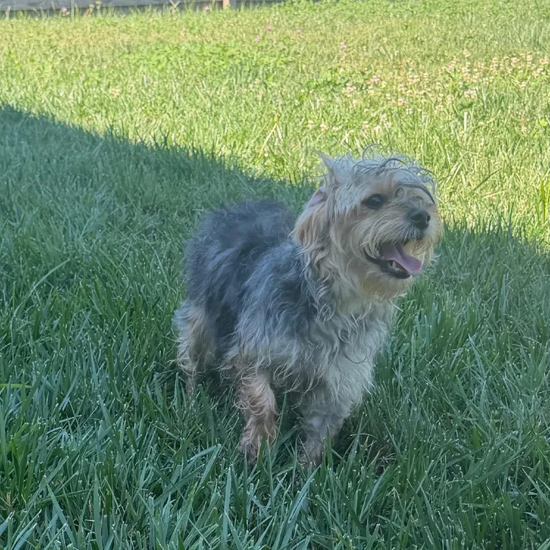 Daisy