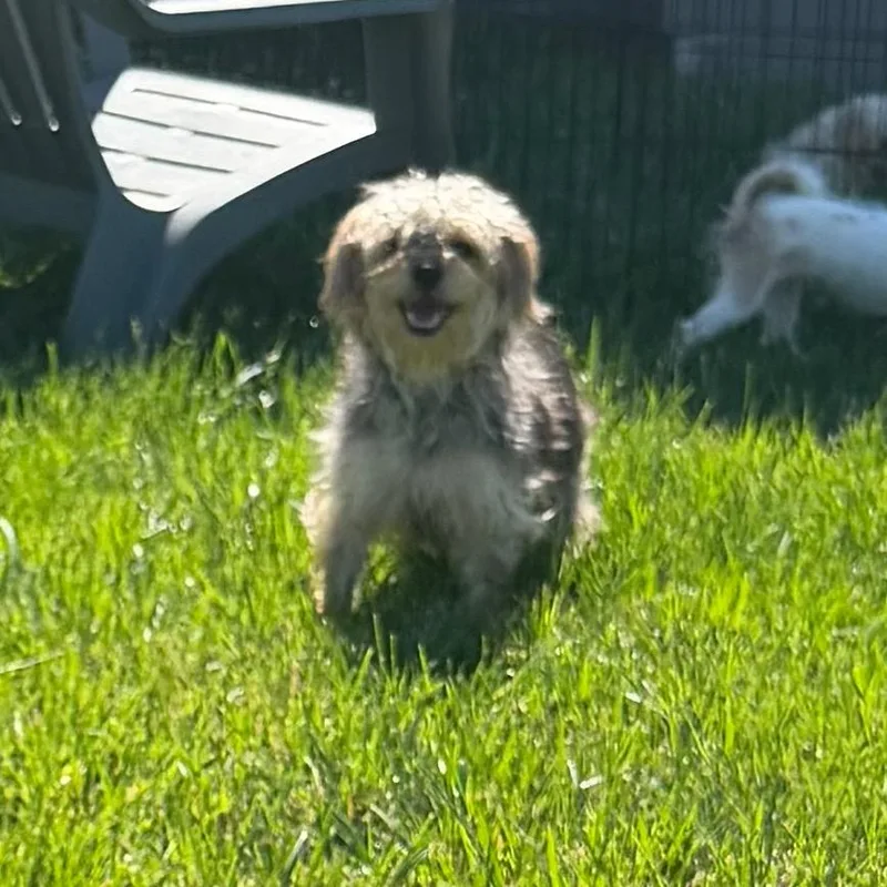 Daisy thumbnail 3