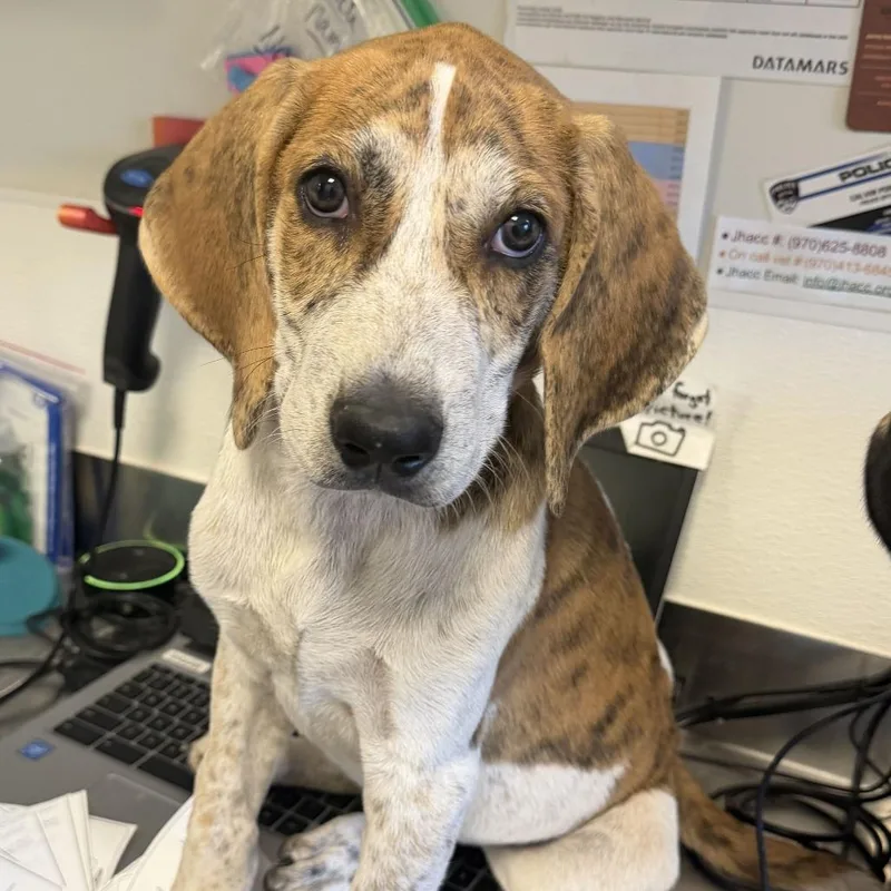 A baby medium-sized male Coonhound dog named Harlan for adoption in Rifle, CO