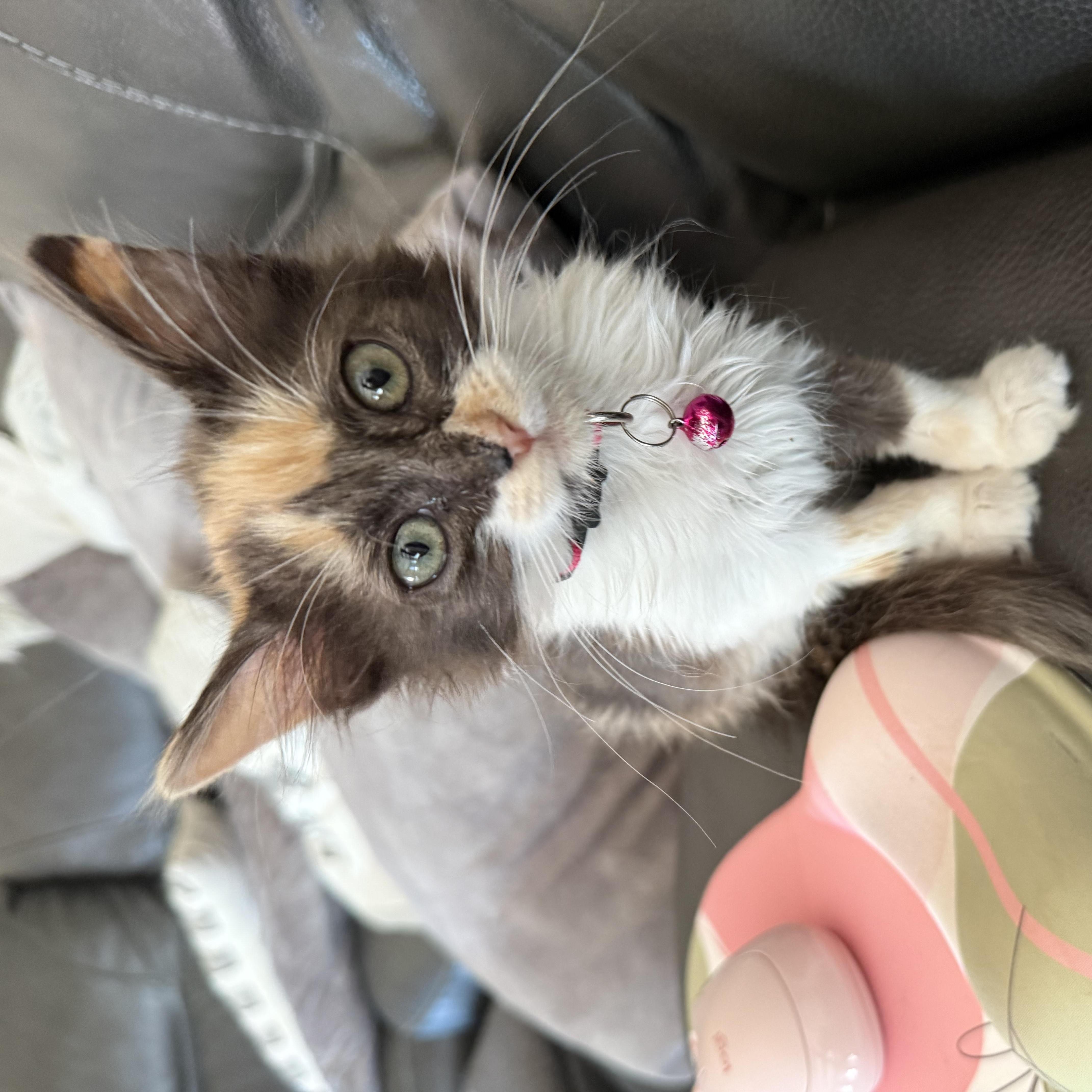 A baby medium-sized female Calico Domestic Medium Hair cat named Cinderella for adoption in Bryan, TX