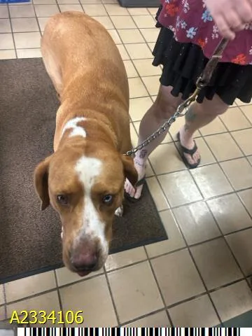A young large-sized male Mixed Breed dog named Trampas for adoption in West Palm Beach, FL