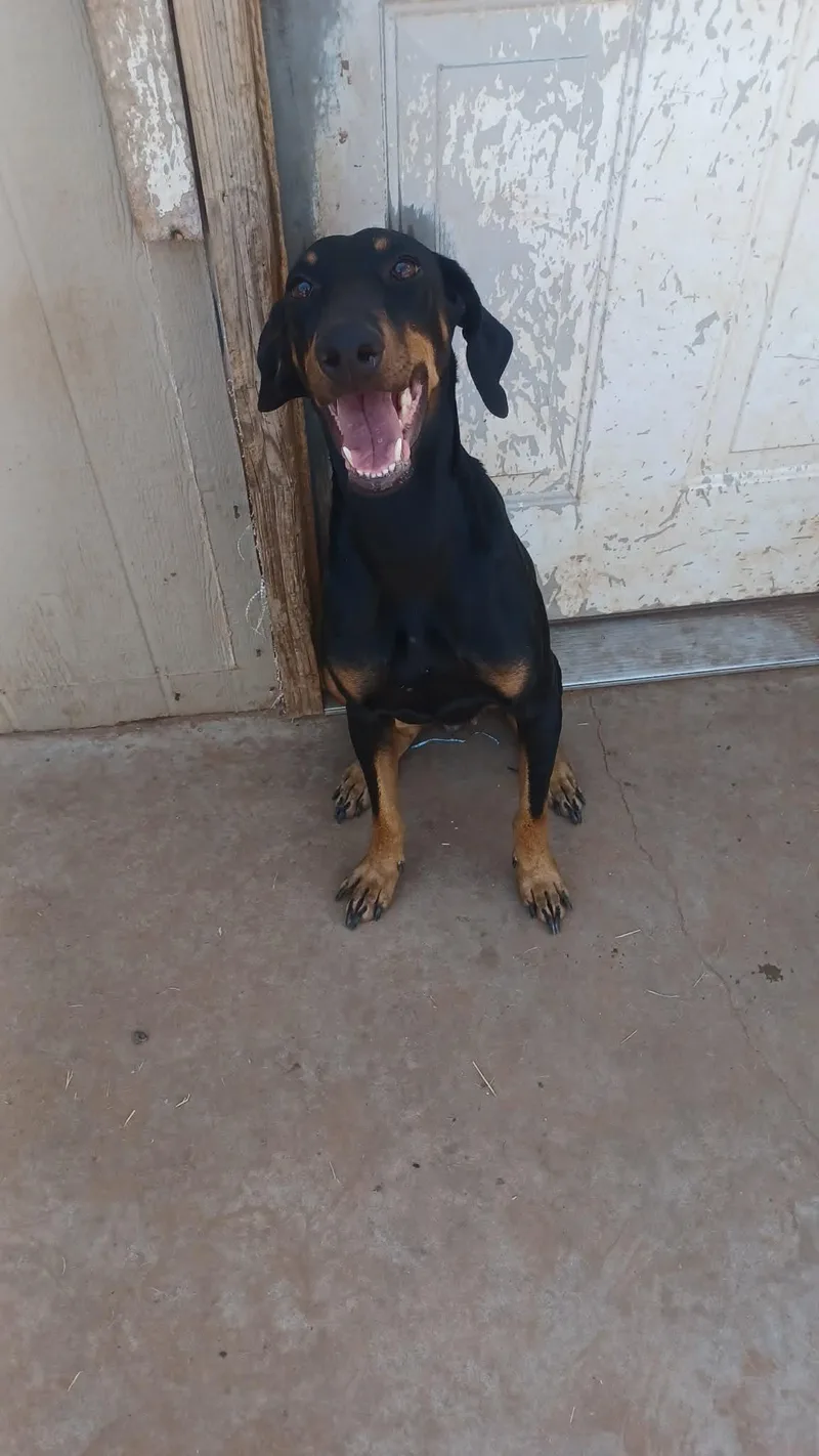 An adult medium-sized female Doberman Pinscher dog named Angel for adoption in Midway, UT
