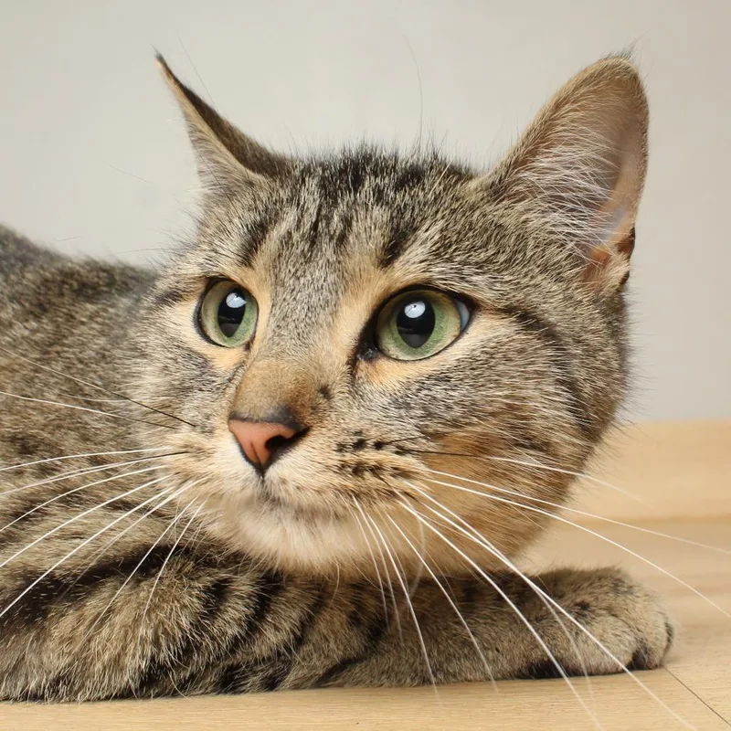 A young medium-sized female Brown / Chocolate Domestic Short Hair cat named Minnie C for adoption in Minnetonka, MN