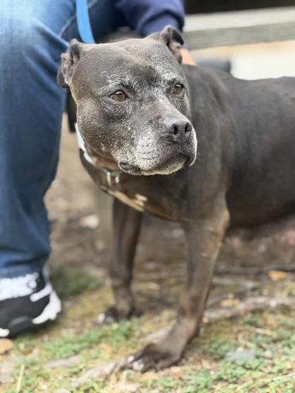 A senior medium-sized female Pit Bull Terrier dog named Matilda for adoption in King William, VA