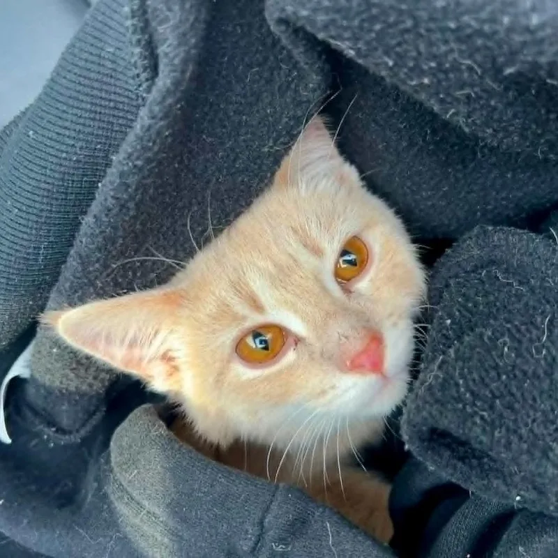 A young medium-sized male Buff / Tan / Fawn Domestic Short Hair cat named Purrnado for adoption in La Grange, KY