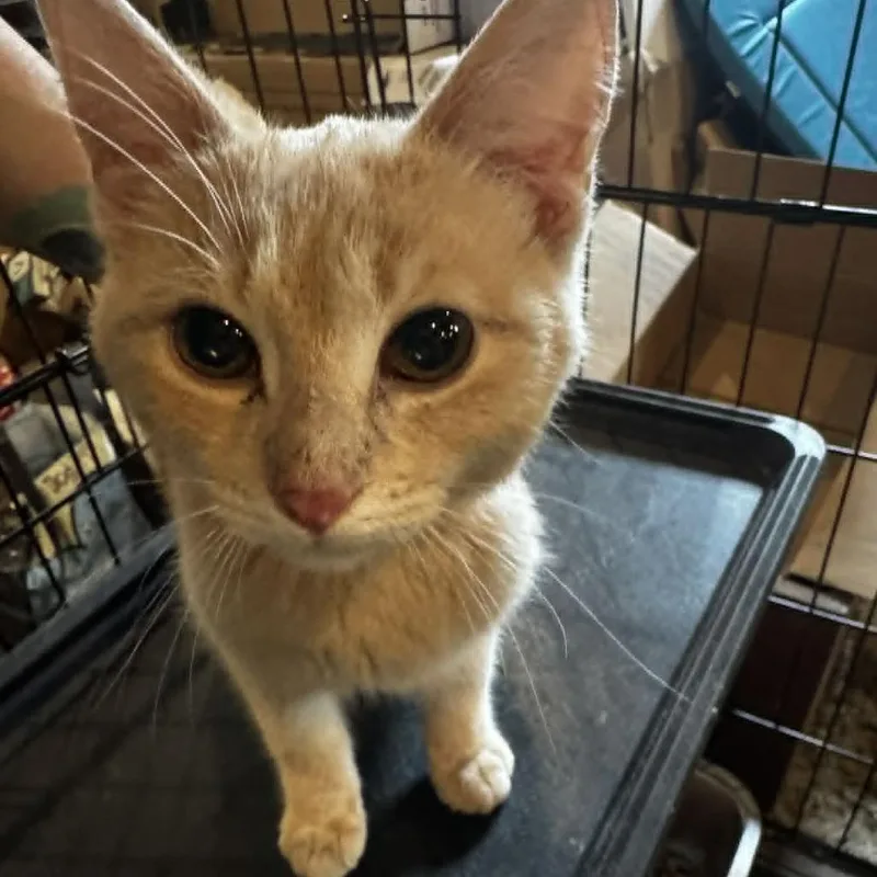 Purrnado thumbnail 2