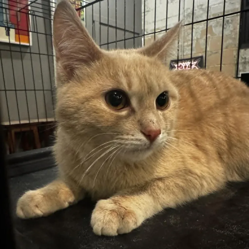 Purrnado thumbnail 3