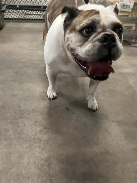 A senior large-sized female English Bulldog dog named Lola for adoption in Dallas, TX